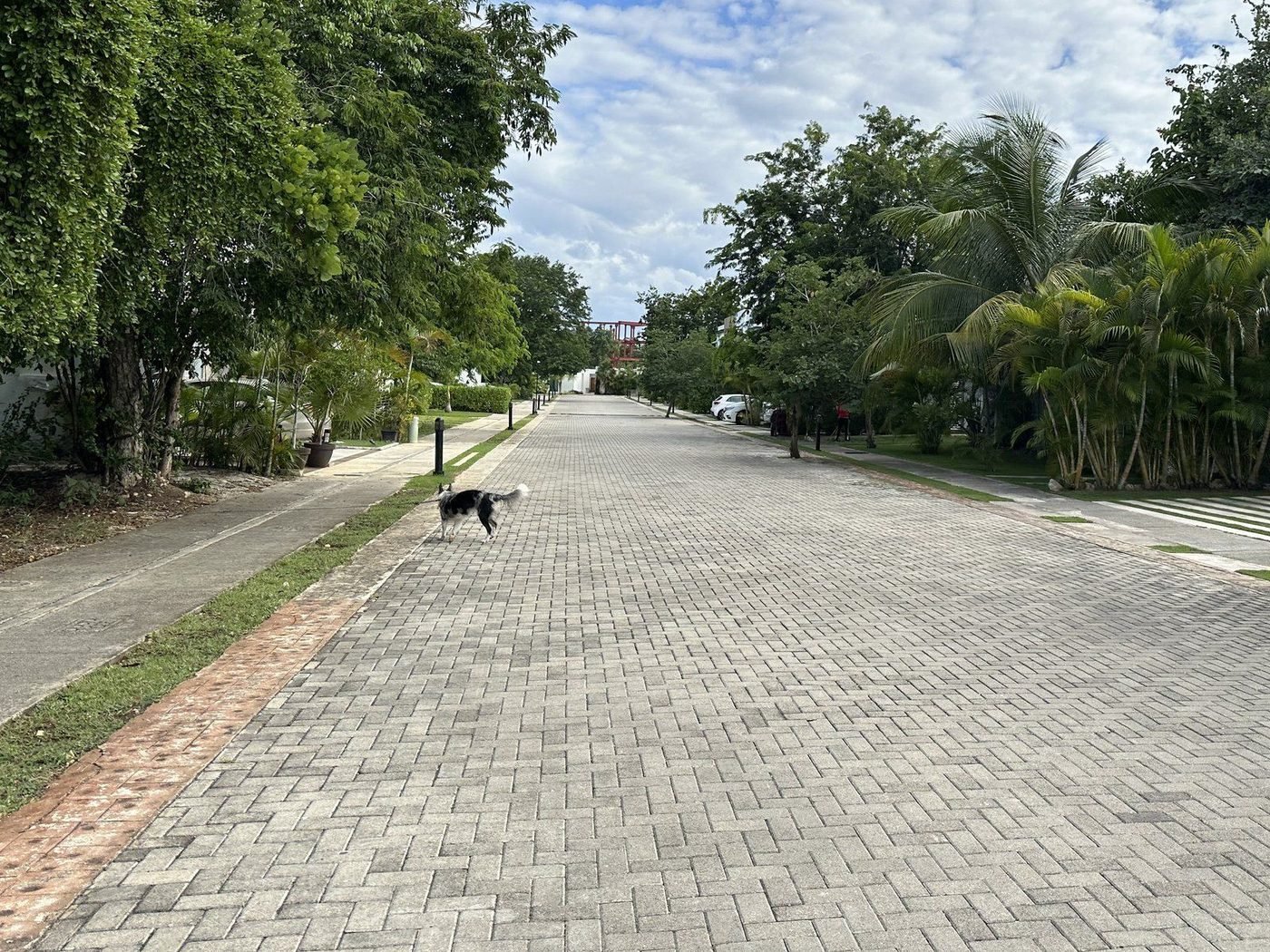 Groene straat met bomen in Residencial Bambu
