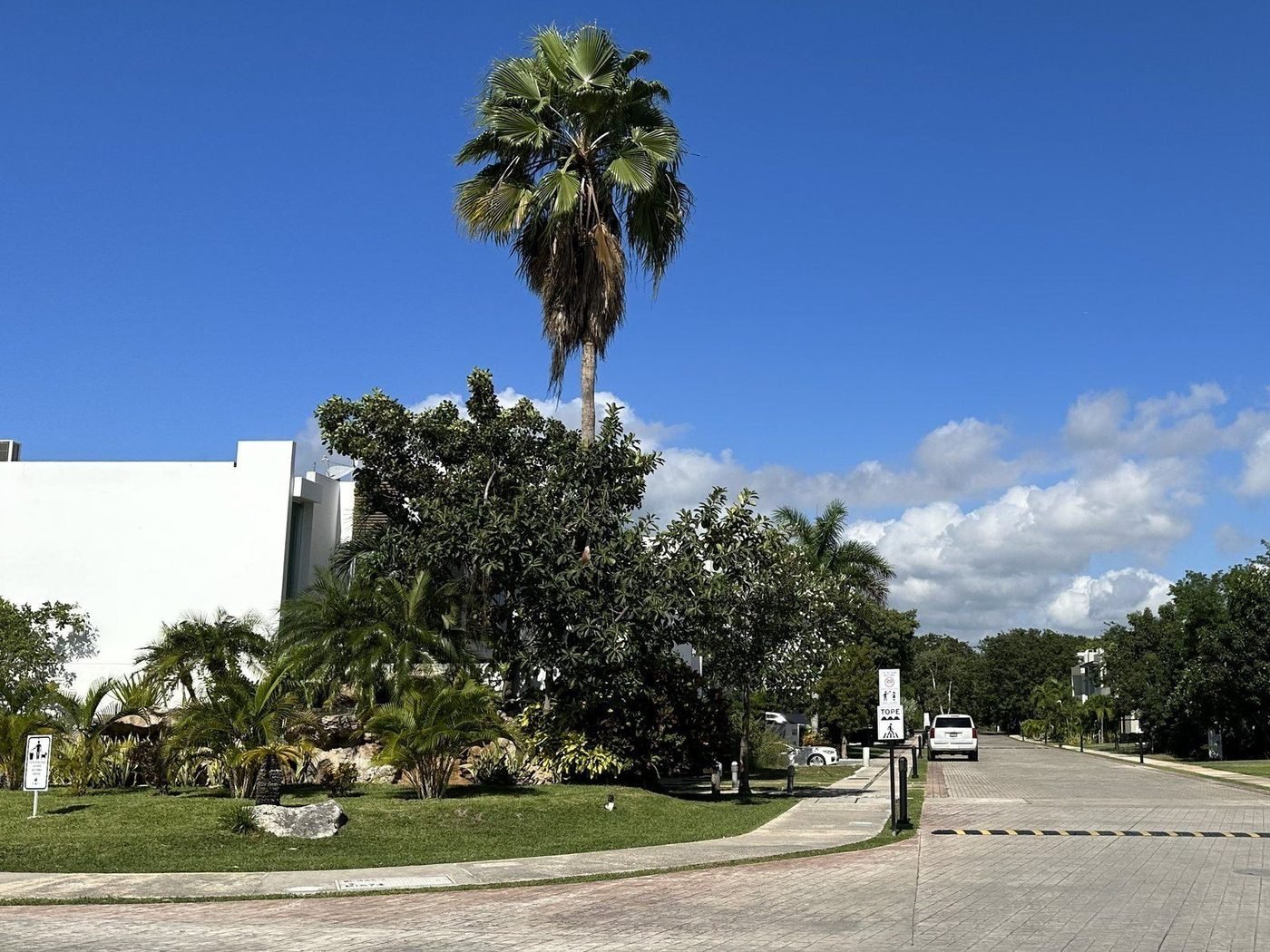 Palmbomen en tropisch groen langs de hoofdlaan van Residencial Bambu